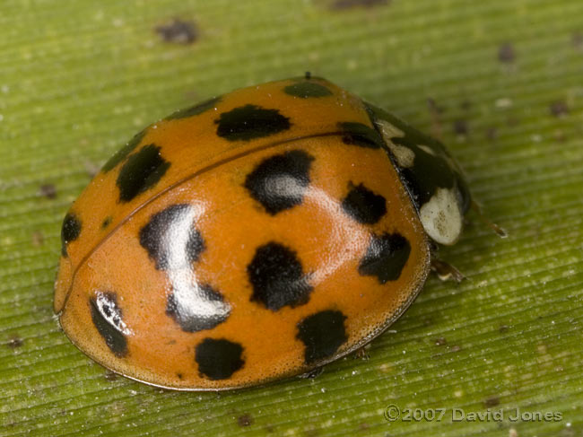 Harlequin Ladybird - 2