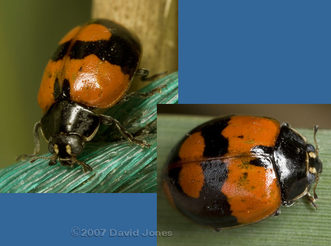 2-Spot ladybird - unusual melanic form
