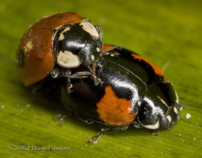 2-Spot ladybirds mating - 1