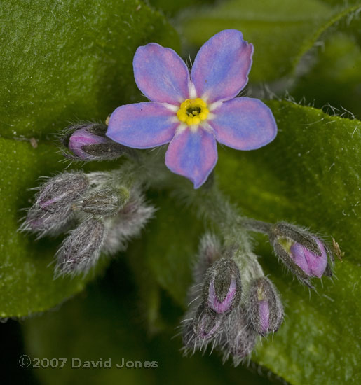 First Forget-me-not flowers of the year