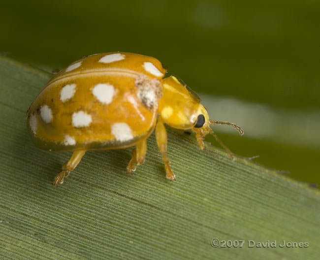 Orange Ladybird on bamboo