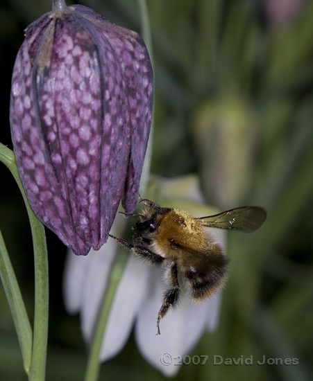 Shrill Carder Bee (?)