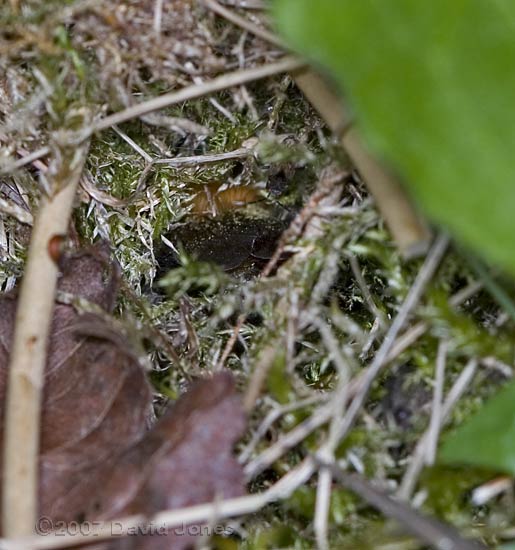 Shrill Carder Bee in burrow into moss