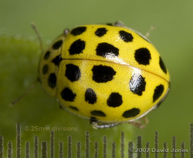 22-Spot ladybird - 1