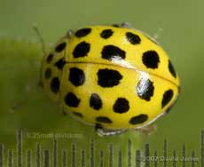22-Spot ladybird