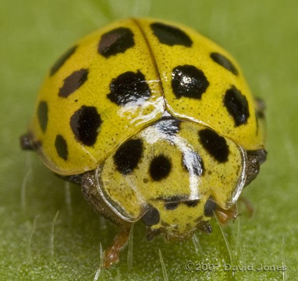 22-Spot ladybird - 3