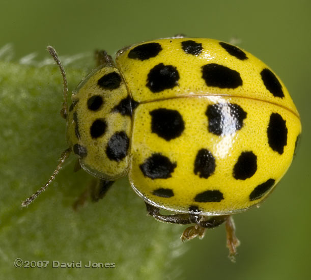 22-Spot ladybird - 2