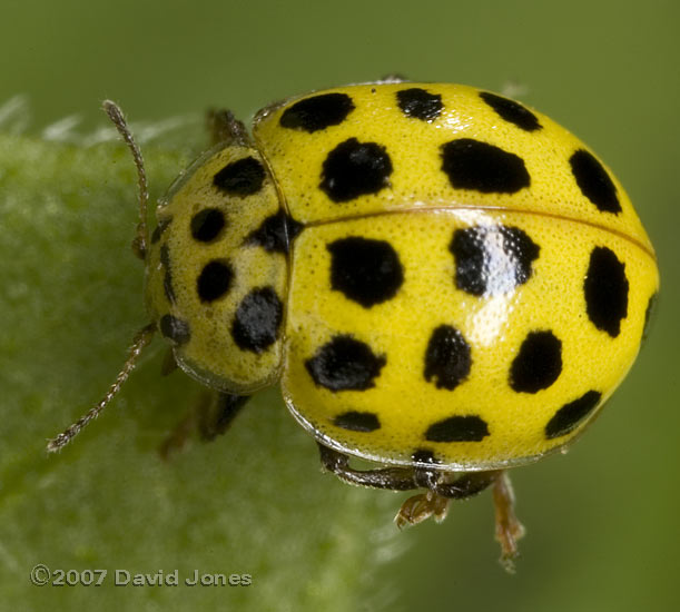 22-Spot ladybird - 2
