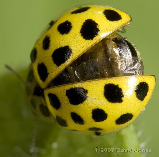 22-Spot ladybird - 4