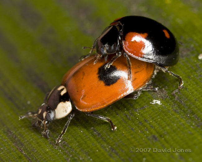 2-Spot ladybirds mating - 2