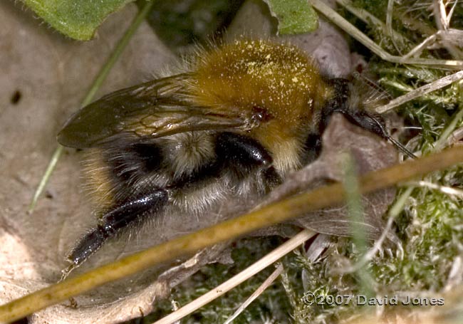Carder Bee at burrow - 1