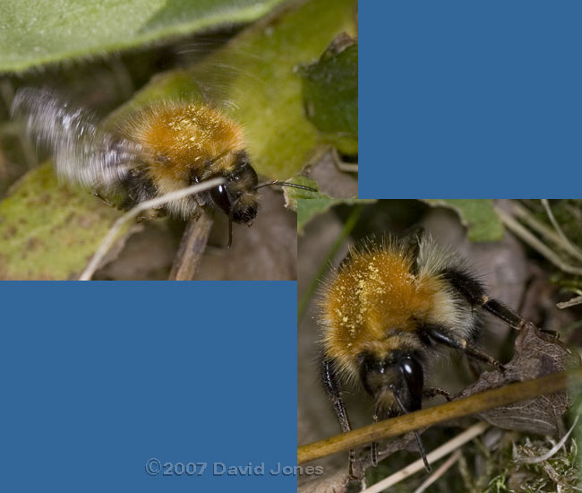 Carder Bee at burrow - 2