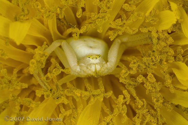 Spider (Misumena vatia) in dandelion flower