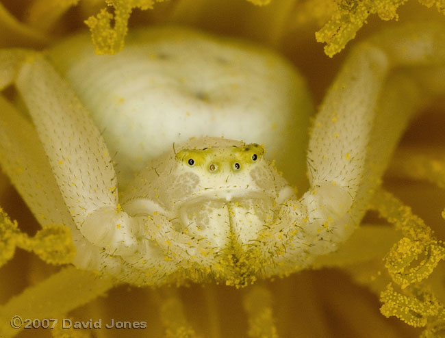 Spider (Misumena vatia) in dandelion flower - close-up