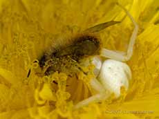 Spider (Misumena vatia) with solitary bee (in dandelion flower)