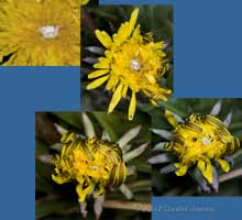 Spider (Misumena vatia), as dandelion flower closes for the night