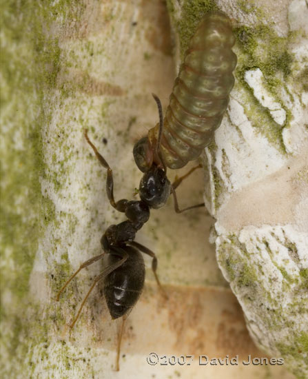 Ant struggles with insect larva on Birch tree - 1