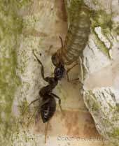 Ant struggles with an insect larva on Birch tree