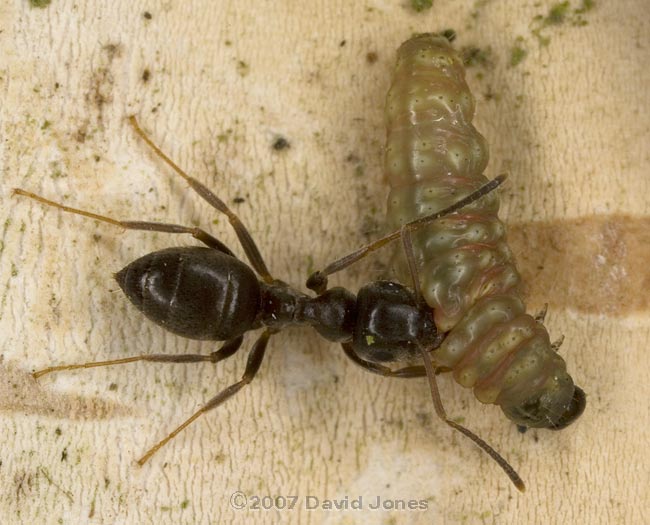 Ant struggles with insect larva on Birch tree - 1