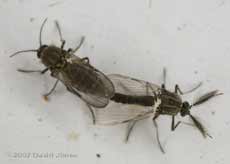 Mating midges