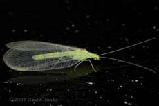 Green Lacewing on glass