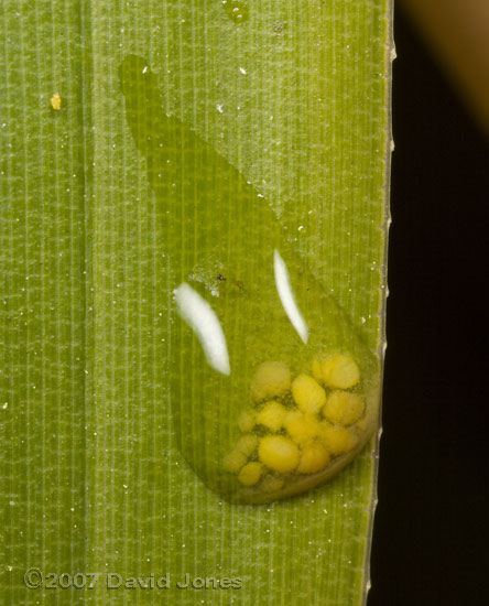 Drip on bamboo leaf, containing pollen?