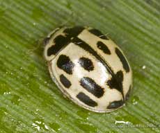 14-spot Ladybird