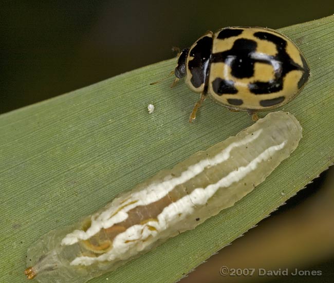 14-spot Ladybird passes a hoverfly larva