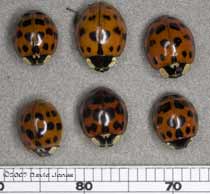 Harlequin Ladybirds