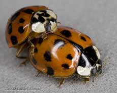 Mating Harlequin Ladybirds