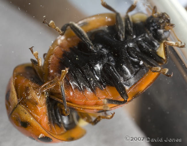 Harlequin Ladybirds mating - ventral view - 1