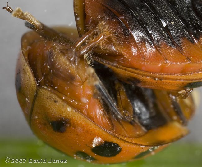 Harlequin Ladybirds mating - ventral view - 2