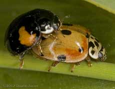 Mating 10-spot Ladybirds