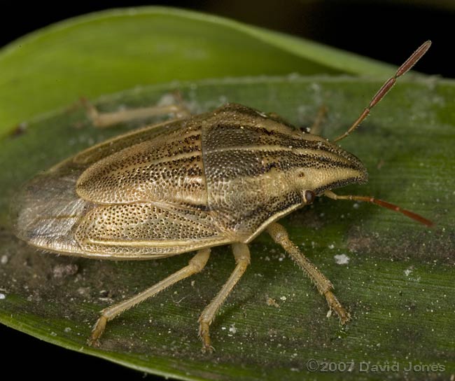 Bishop's Mitre Shieldbug (Aelia acuminata)