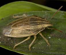 Bishop's Mitre Shieldbug (Aelia acuminata)