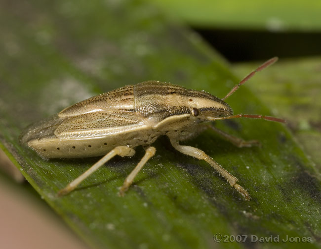 Bishop's Mitre Shieldbug (Aelia acuminata) - 2