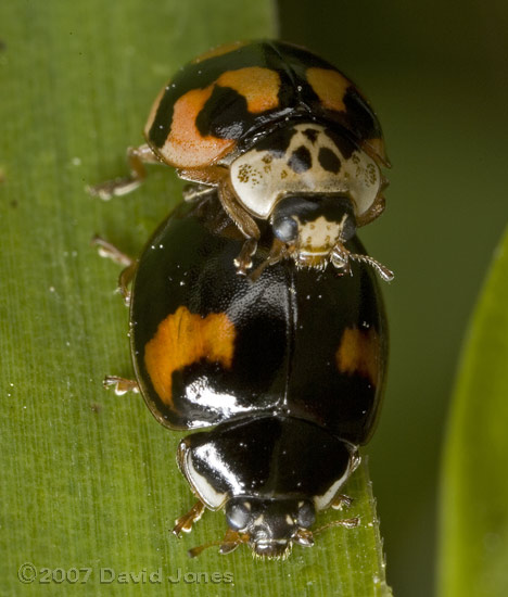 10-spot Ladybirds mating - 1