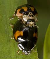 10-spot Ladybirds mating