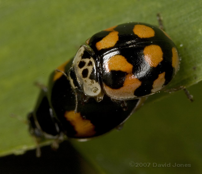 10-spot Ladybirds mating - 2