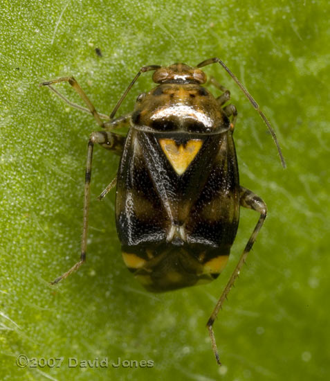 Bug (Liocoris tripustulatus) apparently killed by spider