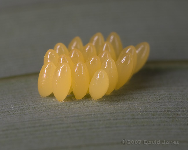Ladybird eggs on bamboo leaf