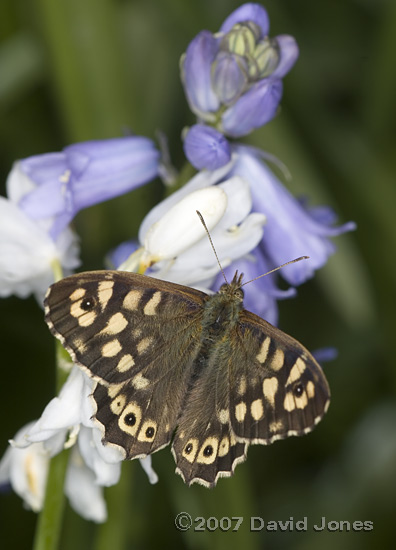 Speckled Wood butterfly on Bluebells