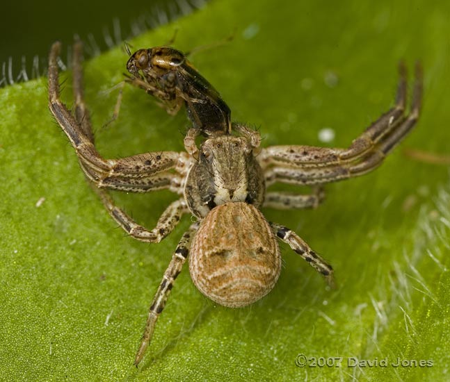 Spider (Xysticus cristatus) with bug