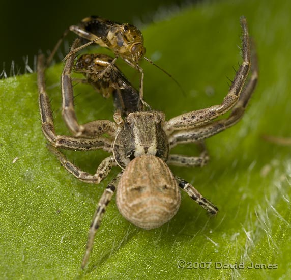Spider (Xysticus cristatus) with bug, approached by second bug