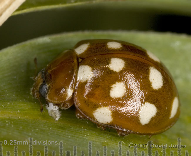 Cream-spot Ladybird on bamboo