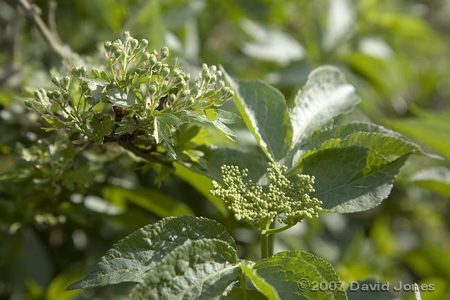 Hawthorn and Elder flower buds