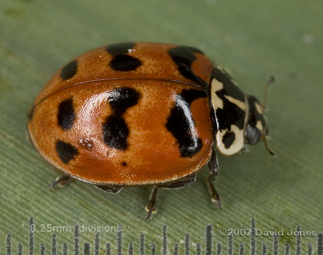 Unidentified ladybird - probably a Harlequin