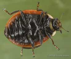 Unidentified ladybird  (probably a Harlequin) - underside view