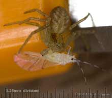 Spider feeds on a greenfly