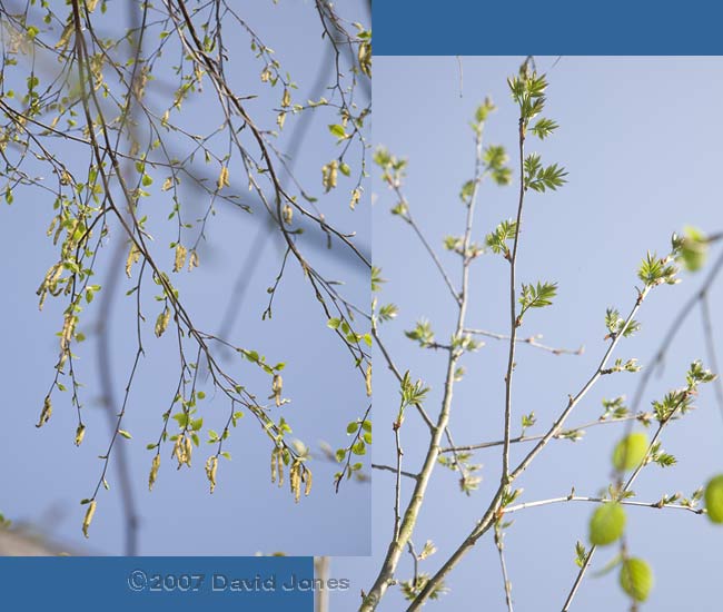 Birch and Rowan branches with developing leaves